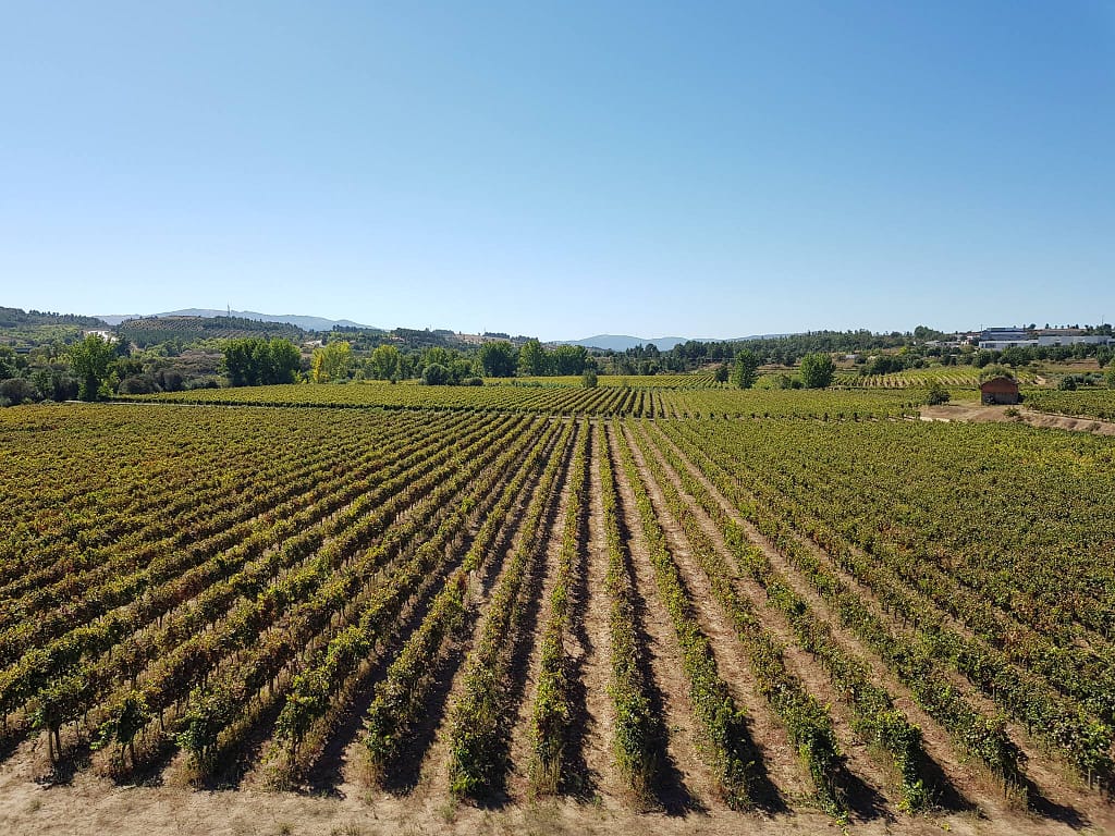 Guide des vins portugais avec le vignoble d'Almeida Garrett dans la Beira Interior