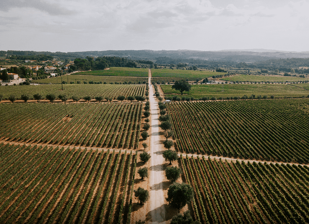 Guide des vins portugais de la région viticole du Dão