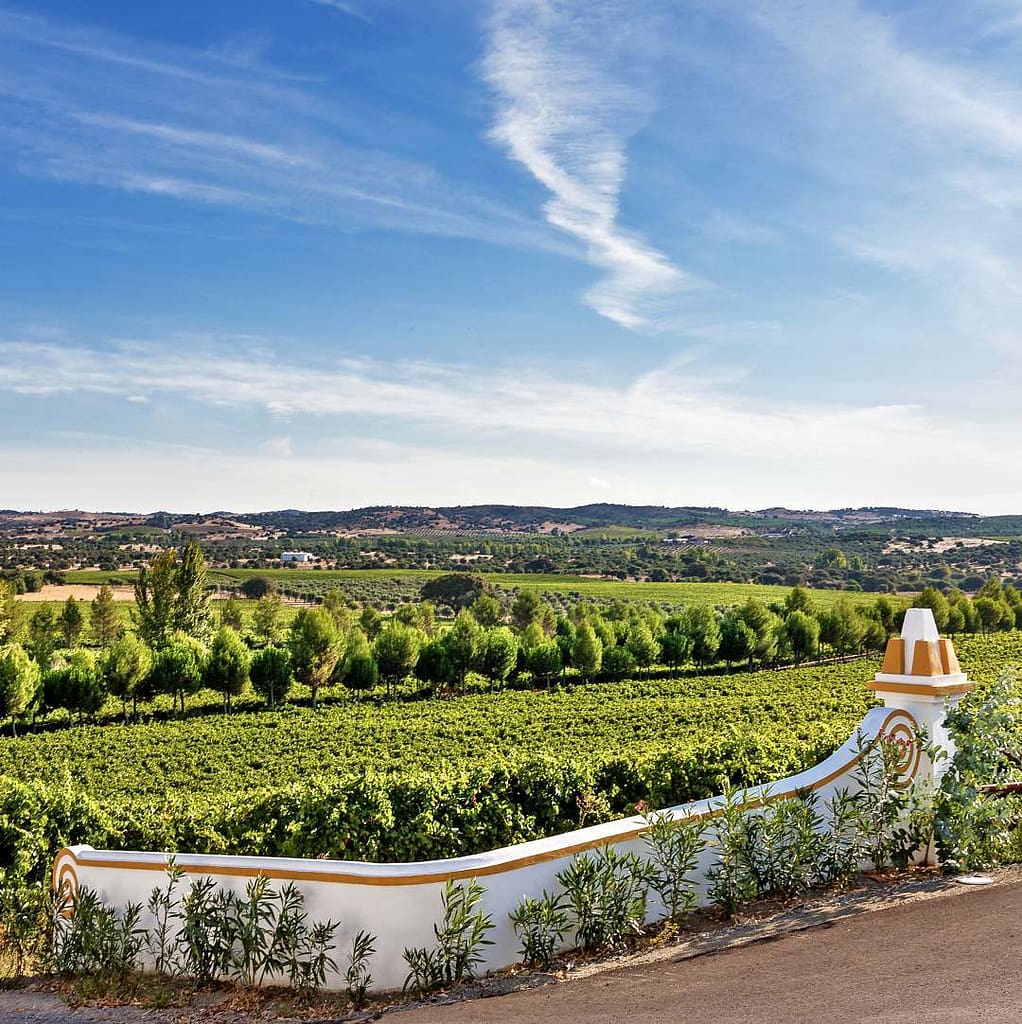 Grand vignoble d'Alentejo et l'un des meilleurs vins portugais : Monte dos Perdigoes
