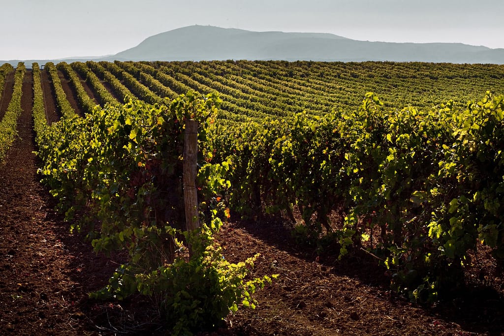 Guide des vins portugais avec Quinta da Lapa, un vin du Tejo