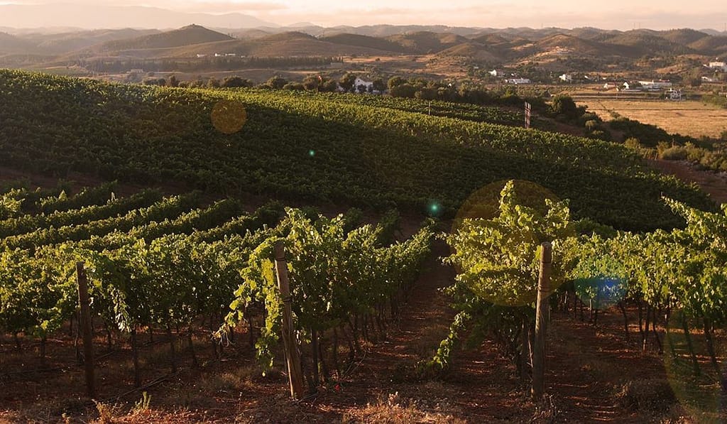 Vignoble de l'Algarve, région viticole qui fait partie de notre guide des vins portugais