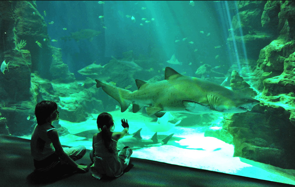Aquarium Lisbon for family