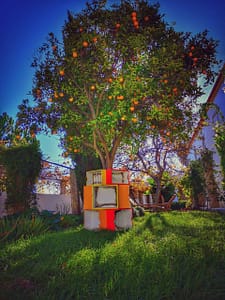 Ripe orange tree in a palace in Almada opposite Lisbon where you have the most beautiful views of the city