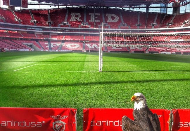 Visite du stade de luz et du musee benfica