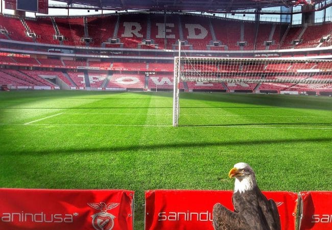 Visit of the luz stadium and the benfica museum