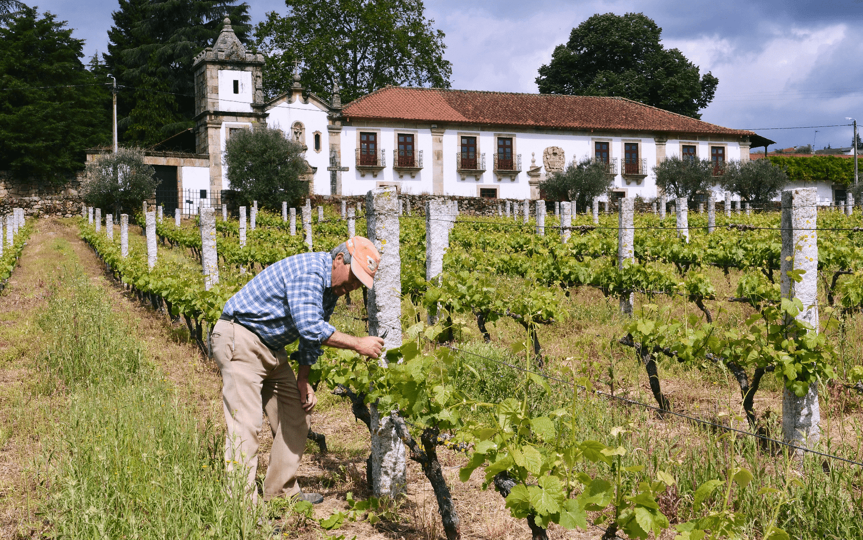 The wines of tras-Os-Montes in Portugal through the wines of Palmeirim d'Inglaterra